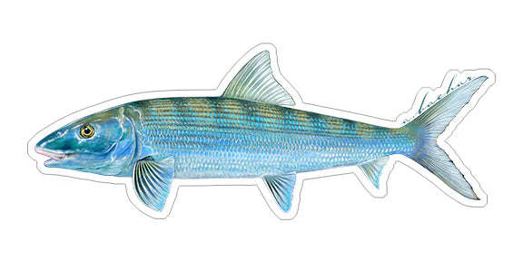 BONEFISH