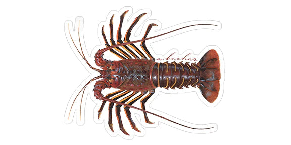 SPINY LOBSTER