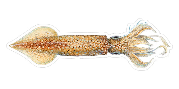 SQUID