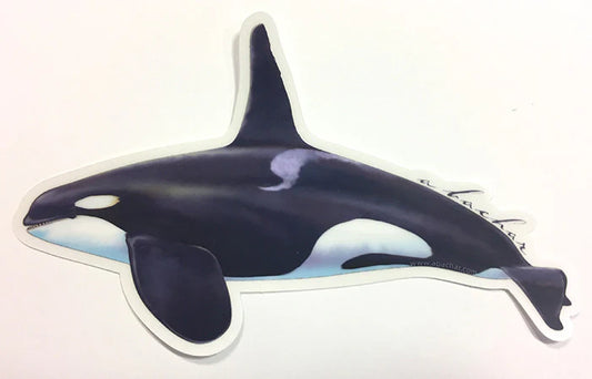 BULL ORCA AKA KILLER WHALE