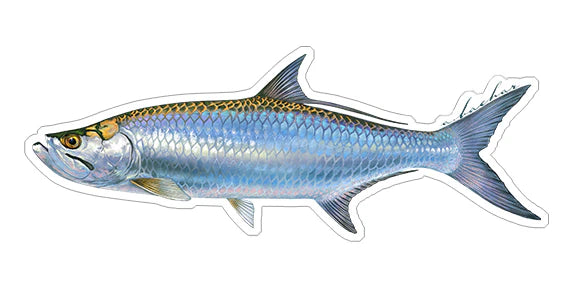 TARPON