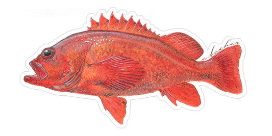 VERMILION ROCKFISH
