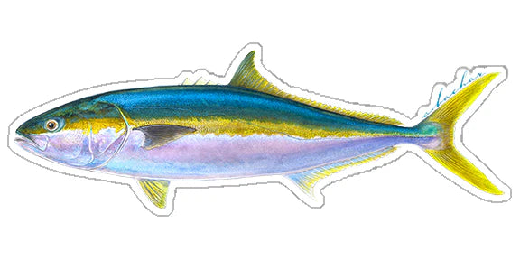 YELLOWTAIL